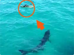巨大なサメが小舟に大接近中！？