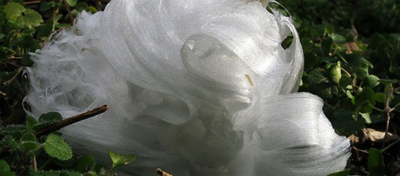 飴細工のように繊細な美しさを持つ地面に咲く霜の花「フロスト・フラワー」