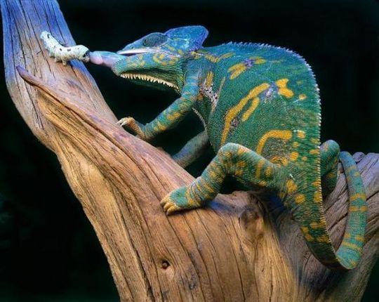 animals_64_21