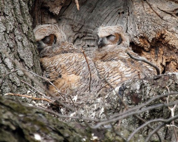 camouflaged_owls_03_e