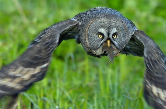 national_geographic_12
