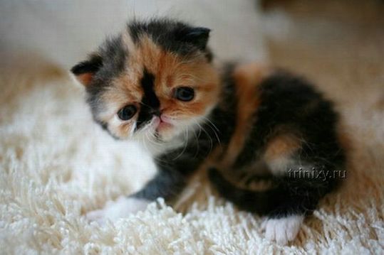 adorable_tiny_kitten_13