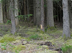 どこにいるかわかるかな？レベル別迷彩効果