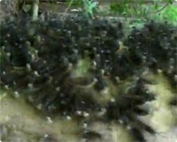 号令をかけると一斉に反応する敏感体質な毛虫の群れ