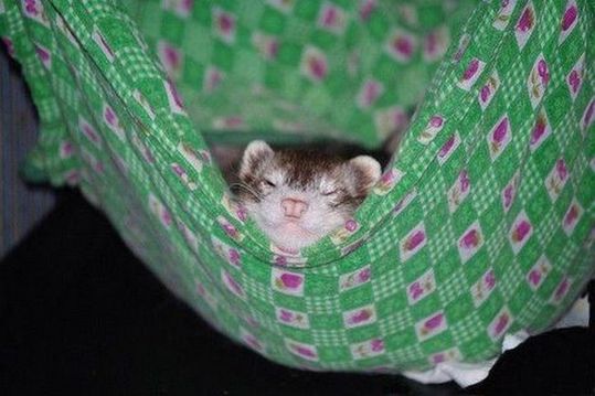 animals_77_23