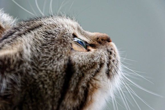 猫は人の視線を読み、それを手掛かりに行動している（ハンガリー研究）