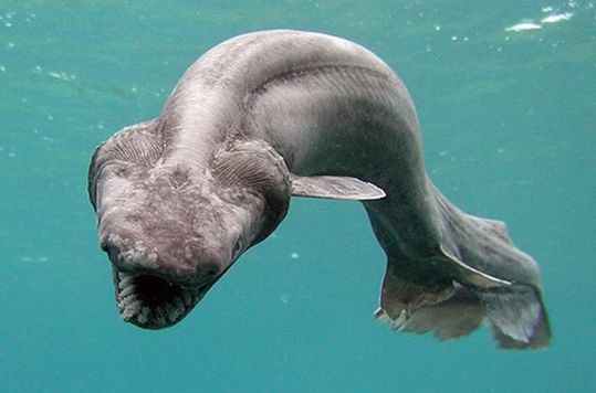 sharks_04