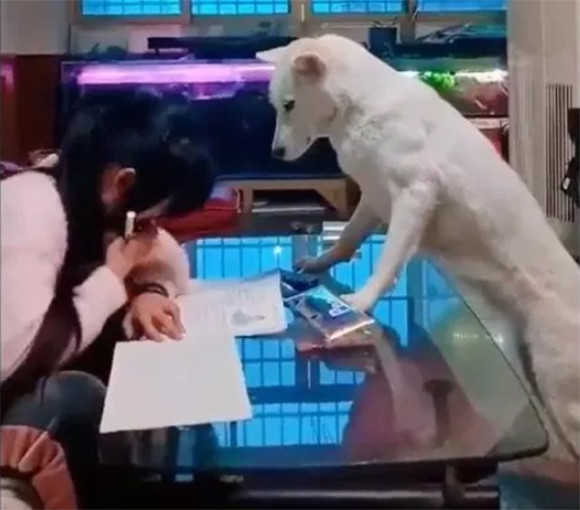 宿題終わるまではスマホなしな。少女の宿題を監視する犬（中国）