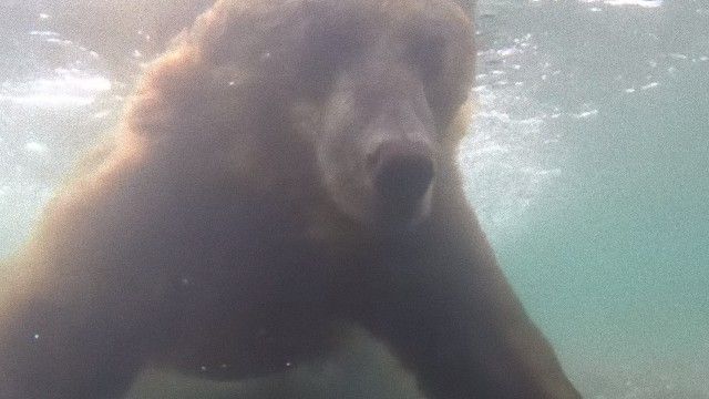 なんてったって捕食者だから。ロシアの川にてクマ、素潜りでサケをしとめる