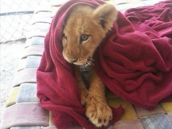 ライナスの毛布ならぬライオンの毛布。毛布なしでは眠ることができない保護されたライオンの物語（アメリカ）