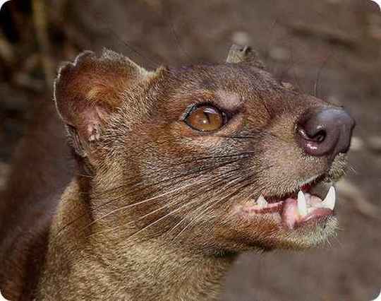 odd-animals28