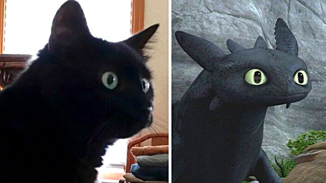 黒猫とナイト・フューリーを比べてみた。ドラゴンになりたかったかもしれない猫たち総集編