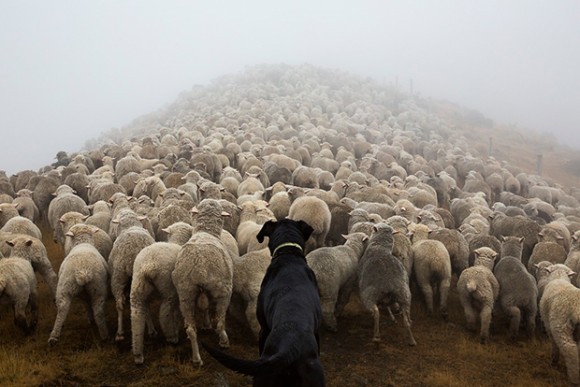 働くことを誇りとする犬たちの気高さに触れる。ニュージーランドで働く使役犬の素晴らしい写真