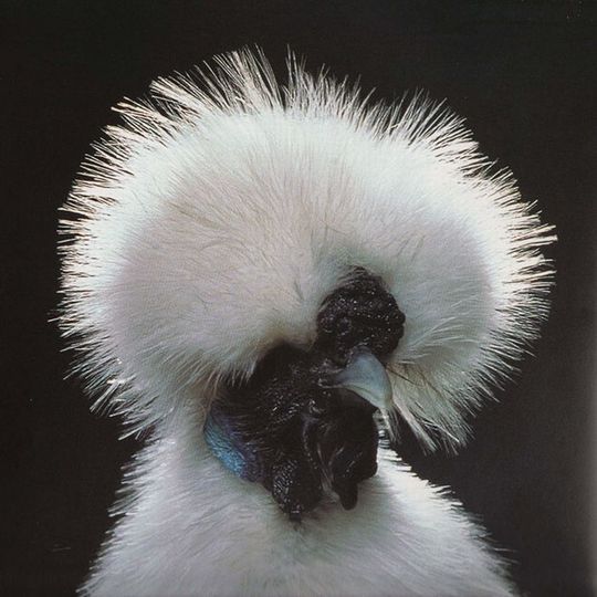 Unusual-hen-14