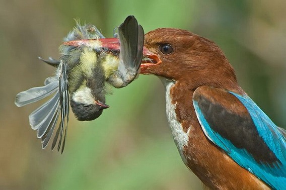 birds_25