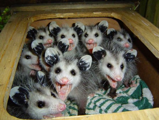 pretty-lil-babies