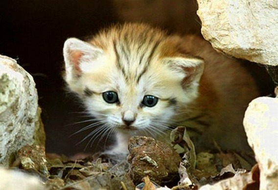 sand_cat_kitten_12
