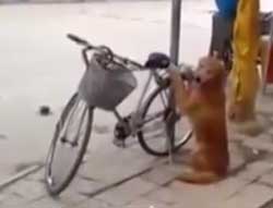 自転車は守るお！最強の自転車警備犬としてのゴールデンレトリバー