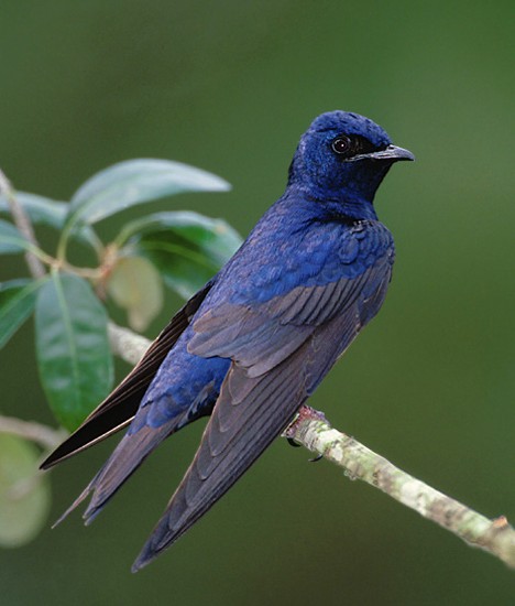 purple_animals_8x