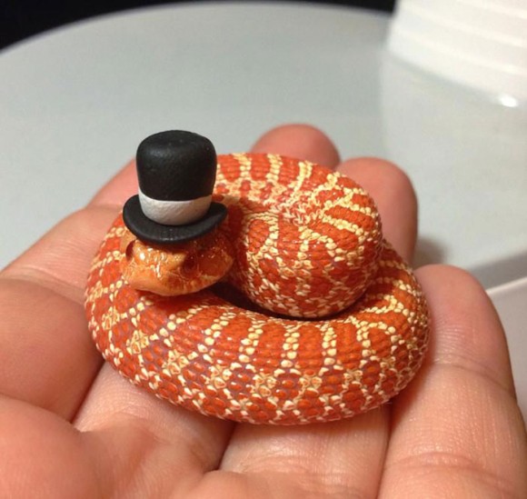 そんなもの被せたくらいでっヘビが・・・か、かわいいじゃないか！蛇に帽子をかぶせたら思いのほかかわいくなる事案