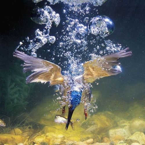 birds_eat_everything_24