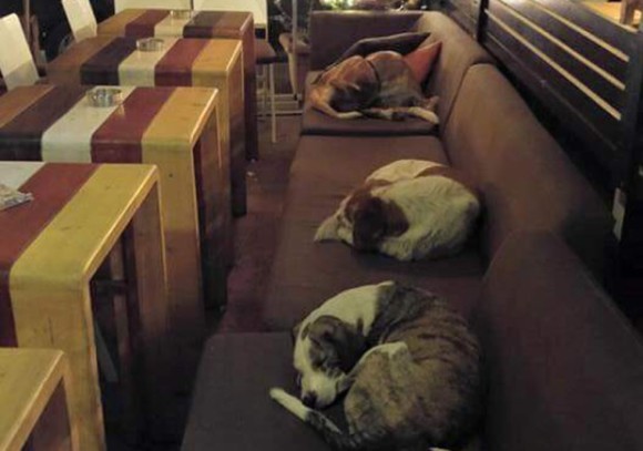 野良犬たちにも心安らげる寝場所を。野良犬たちの為に毎晩店のソファを提供するギリシャのカフェ