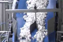 見ているだけでハイな気分になれる、ポンポンはじけるマッシュルーム加工工場