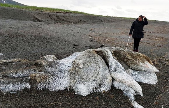 イエティ？絶滅したマンモス？巨大で毛深い「海の怪物」の死骸が打ち上げられて騒ぎに(ロシア)