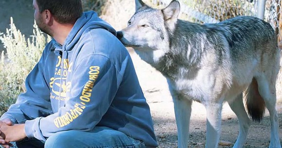 退役軍人が負った深い心の傷を癒してくれるのは、同じ傷を負ったオオカミたちだった。アメリカで話題の「狼セラピー」