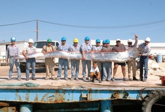 The-Longest-Fish-In-The-World-8-570x388