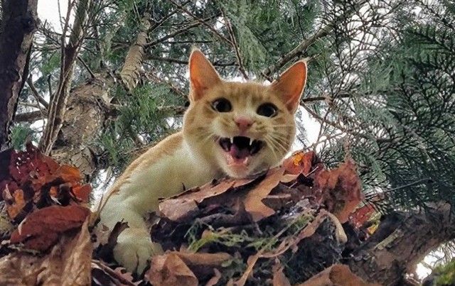 「遅いにゃ、もっと早く助けに来るにゃ！」木の上から下りられなくなって助けを待つ猫たち