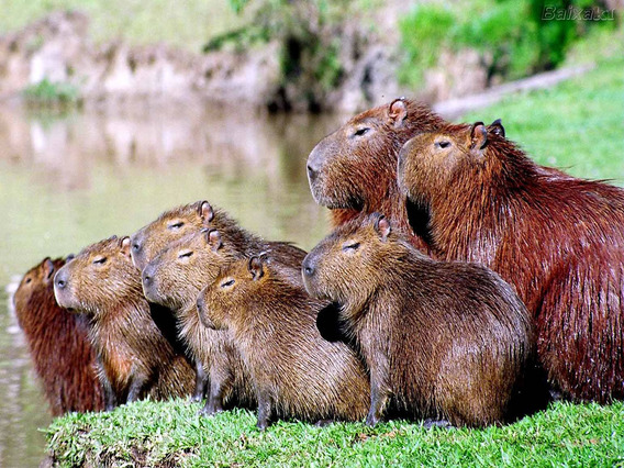 capybara6