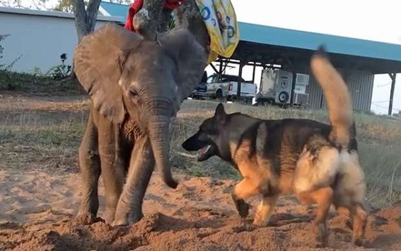 群れから見放され、孤児となった象の赤ちゃんを支えたのは、1匹の退役犬だった（南アフリカ）