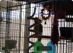 オウムがあの名曲「Let the Bodies Hit the Floor」を上手にシャウト！！