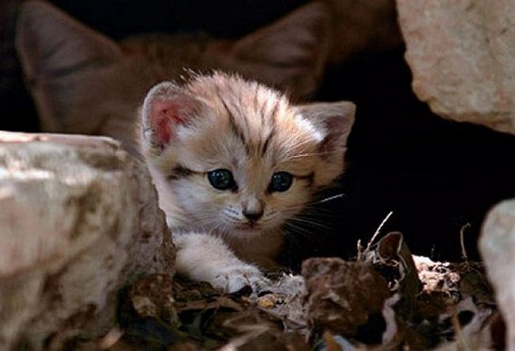 sand_cat_kitten_04