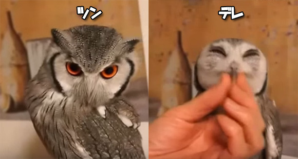 フクロウのツンとデレの落差が激しすぎた