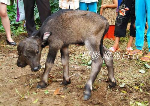 calf-002