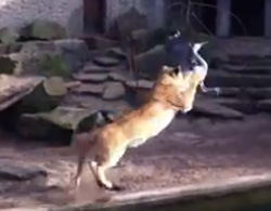 動物園暮らしが長くても野生の本能は健在だぜ！迷い込んできた鳥を一撃必殺するライオン