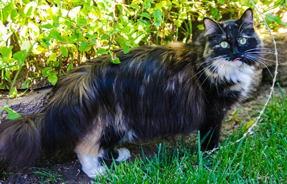 世界一毛の長い猫の記録更新。25.7センチの毛を持つソフィーさん。