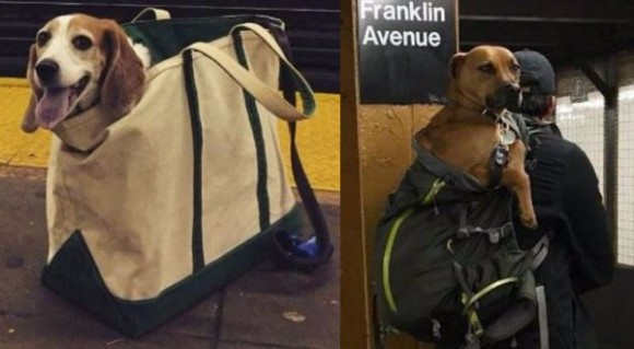 ニューヨークの地下鉄犬事情。「バッグに入らない動物の持ち込み禁止」というルールを独創的に守るニューヨーカーたち