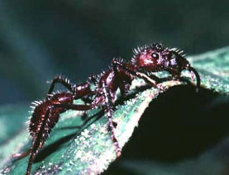 bug02