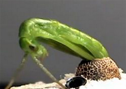 絶滅したはずが再発見された希少昆虫「ロードハウナナフシ」の華麗なる孵化映像