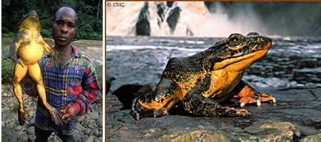 a96745_biggest-frog