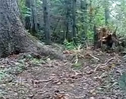 呼吸をする木？木の根元がバクバクと地面と共に揺れる映像