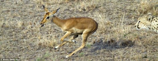 cheetahs_letting_tiny_antelope_go_04