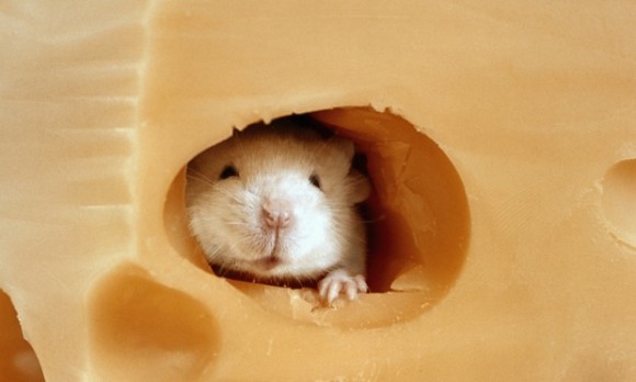 睡眠中のマウスにニセの幸せな記憶を植え付けることに成功（フランス研究）