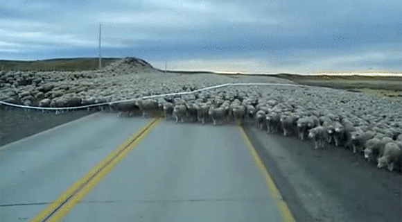 壮観！羊たちは沈黙しない。数千匹の羊たちが道路を占拠