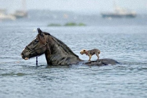 同種だって異種だって。仲良くお互いを助け合っているように見える動物たちの画像