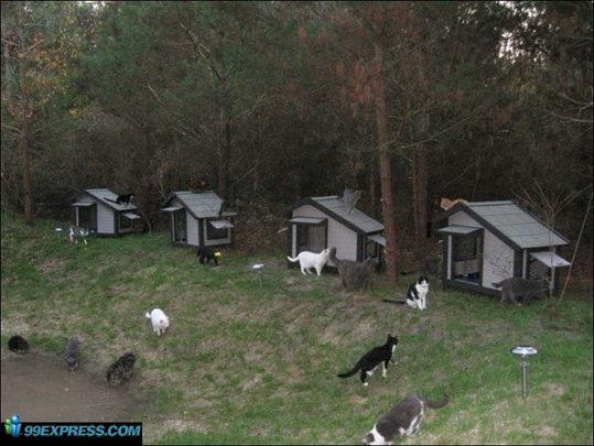 cat-rancho-02
