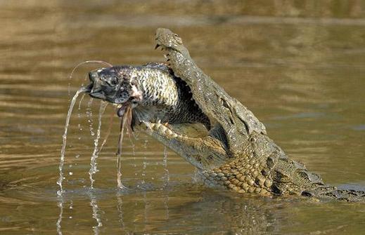 A-Nile-Crocodile-e_1402392i